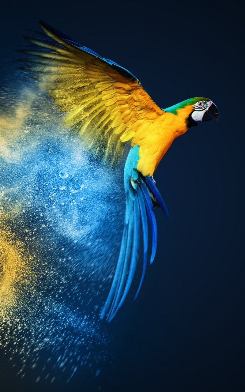Download Bird Macaw Parrot Animal Blue-and-yellow Macaw Phone Wallpaper