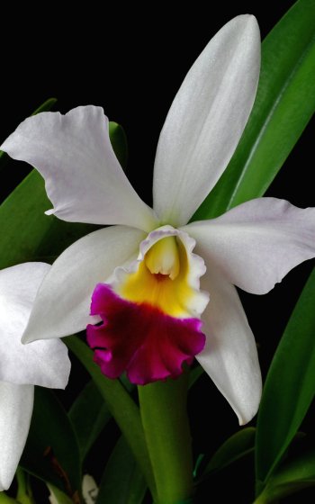 flower nature orchid Phone Wallpaper