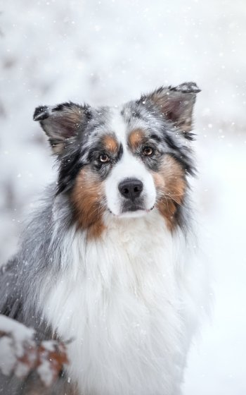  Australian Shepherd in the Snow by Mona Höhler
