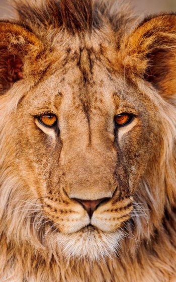 Animal lion Phone Wallpaper
