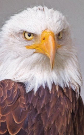 eagle bird bird of prey Animal bald eagle Phone Wallpaper
