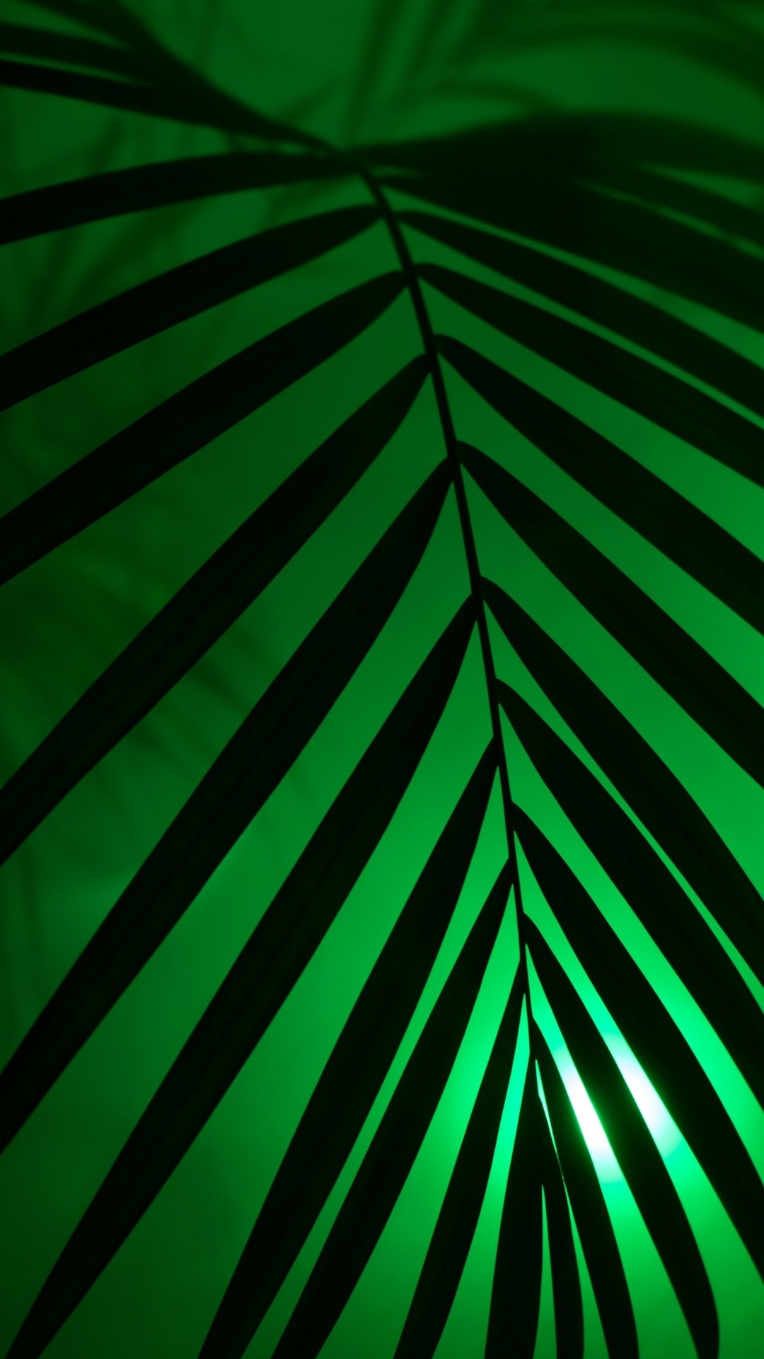 Download Dark Nature Leaf Dark Nature Phone Wallpaper