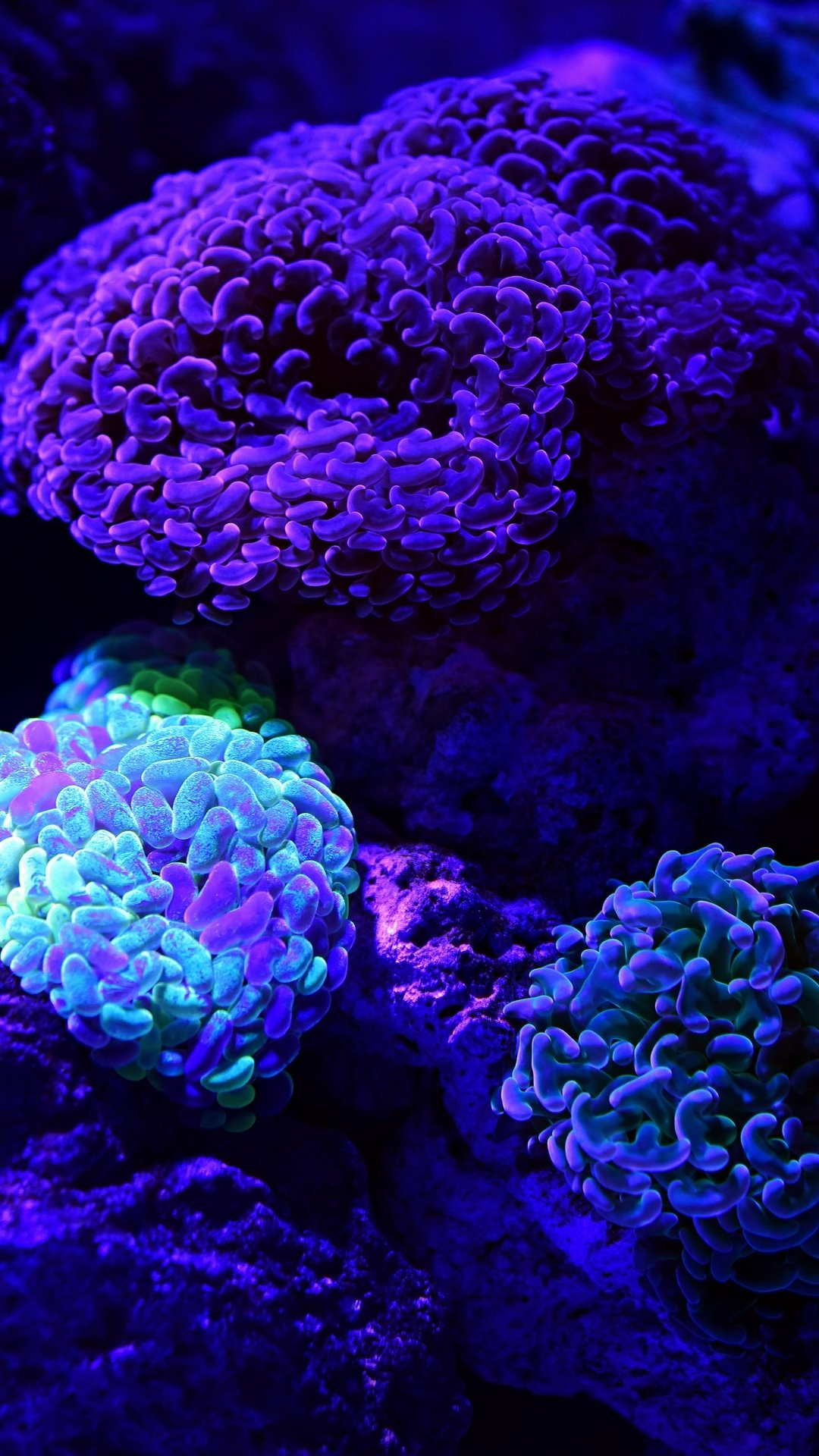 Download Underwater Animal Coral Phone Wallpaper