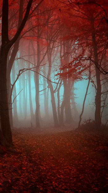 nature forest Phone Wallpaper