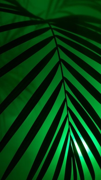 dark nature leaf Phone Wallpaper