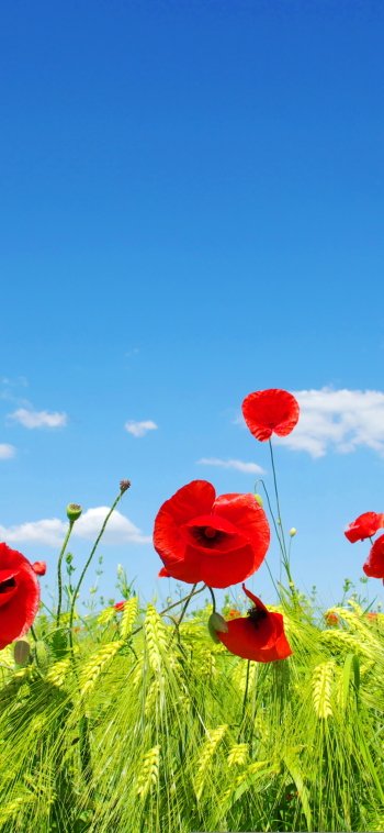 sky summer red flower wheat nature flower poppy Phone Wallpaper
