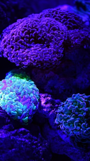 underwater Animal coral Phone Wallpaper