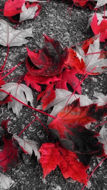 fall nature leaf Phone Wallpaper