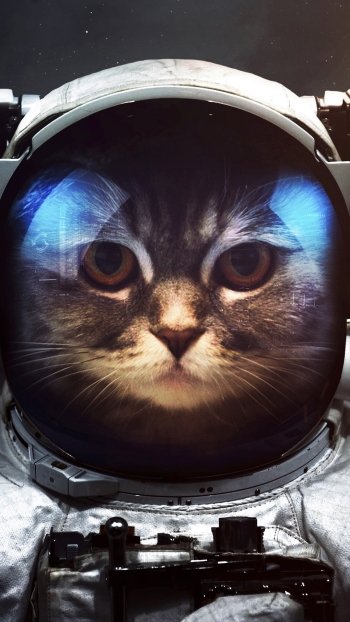 space suit cat Sci Fi astronaut Phone Wallpaper