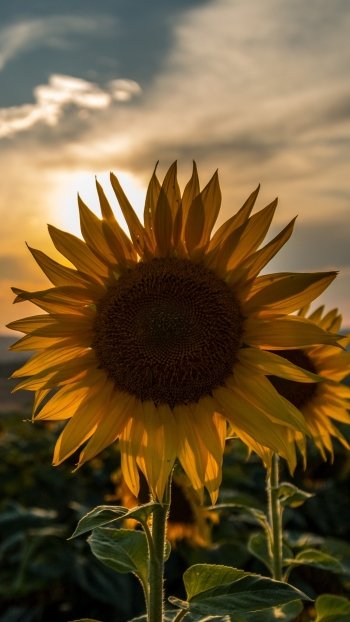 summer sunset nature sunflower Phone Wallpaper