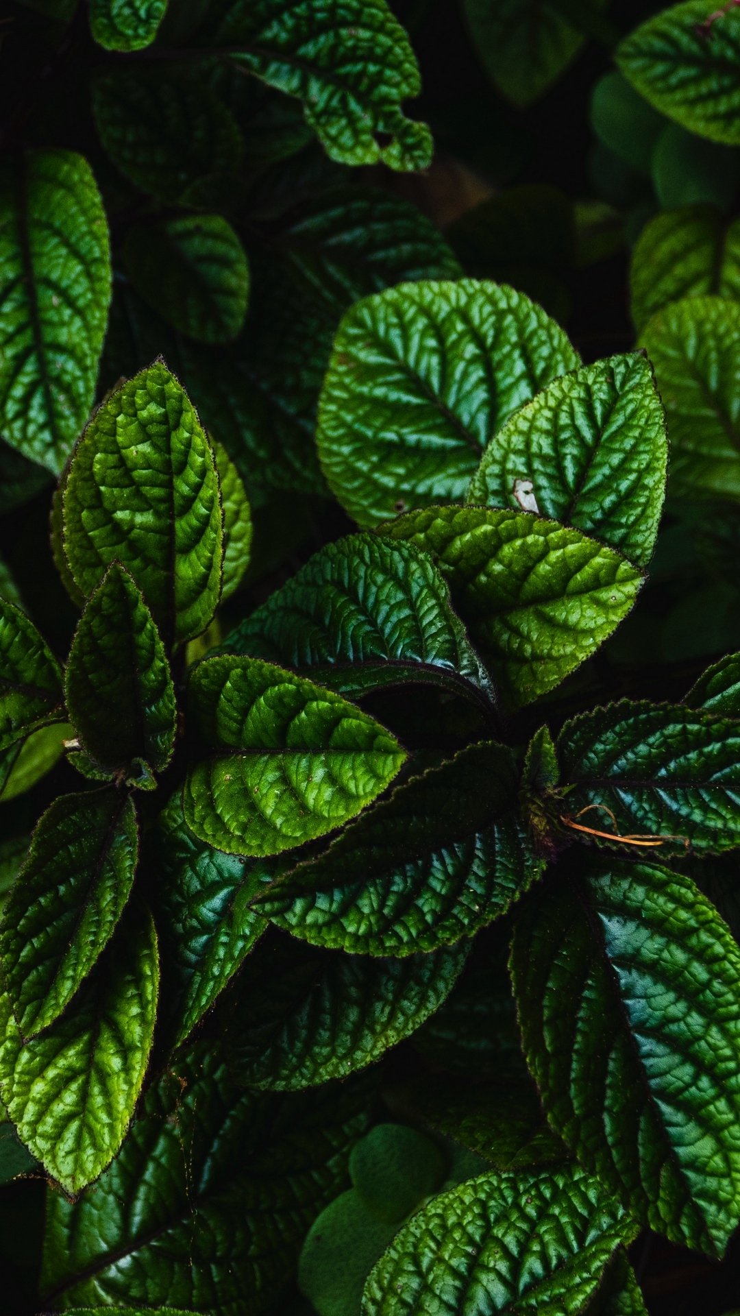 Download Plant Green Nature Leaf Phone Wallpaper