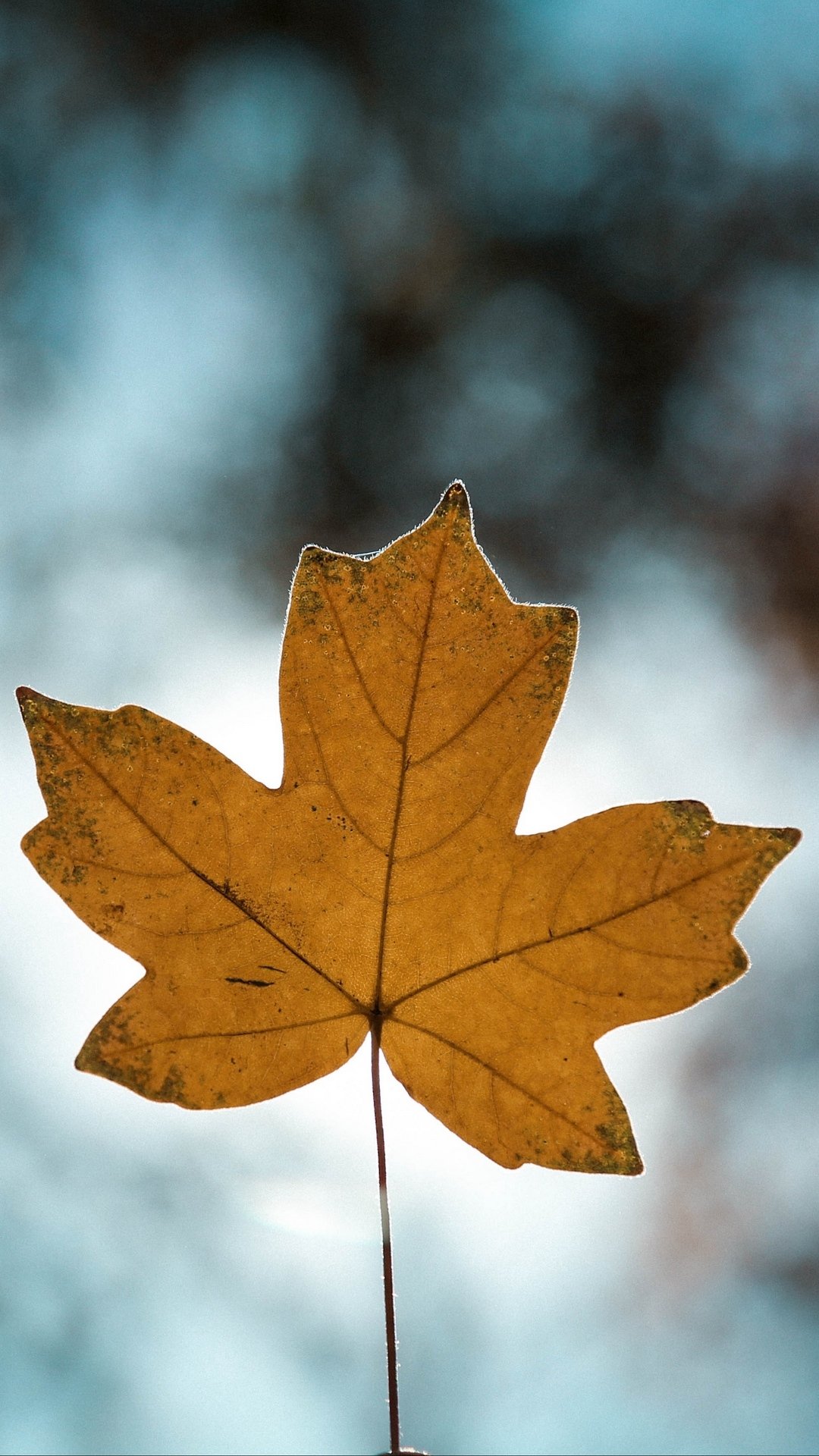 Download Blur Close-up Fall Nature Leaf Phone Wallpaper