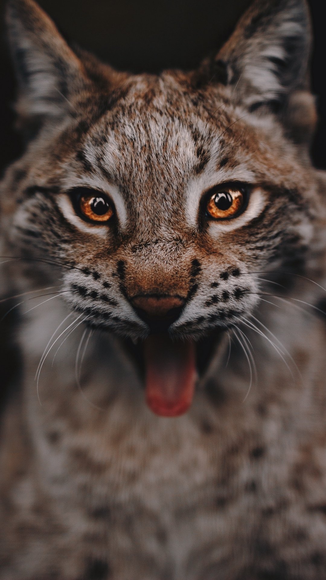 Download Glance Animal Lynx Phone Wallpaper