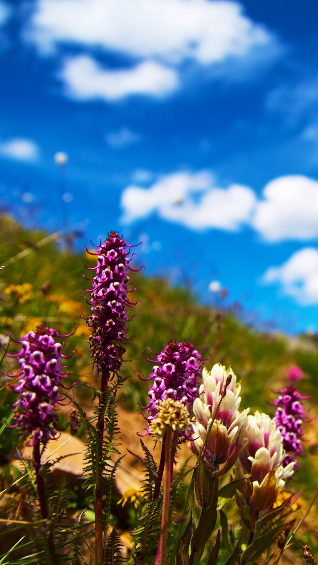 Vertical phone wallpaper of summer wildflowers — purple and white blooms on a grassy slope beneath a bright blue sky dotted with fluffy white clouds.