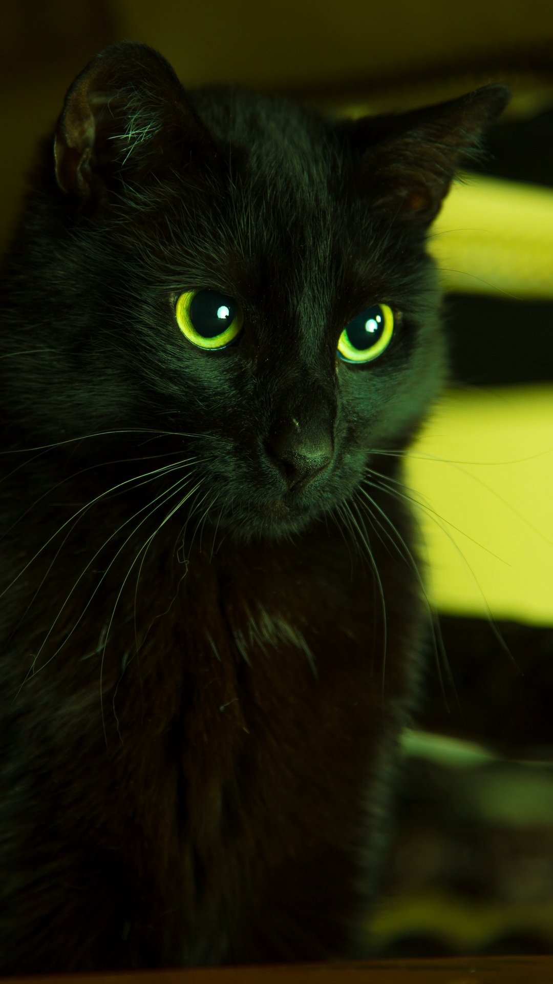 Phone wallpaper of a black cat (animal) with vivid green eyes, gazing slightly to the side against a softly lit, dark background.