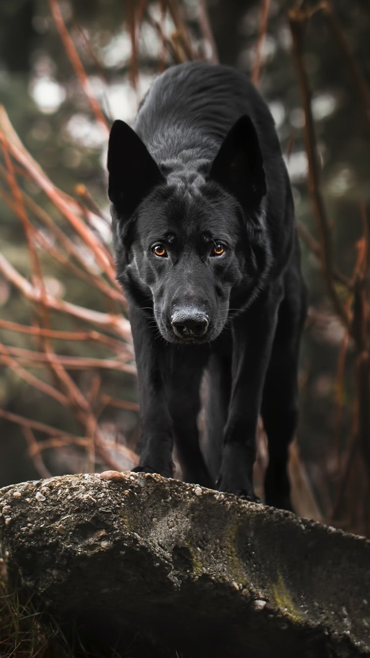 Download Muzzle Stare Dog Animal German Shepherd Phone Wallpaper