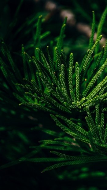 branch nature plant Phone Wallpaper