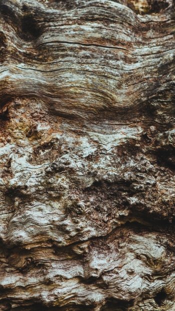 texture bark nature close-up Phone Wallpaper