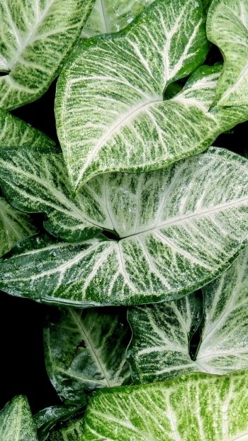  Green and White Leaves