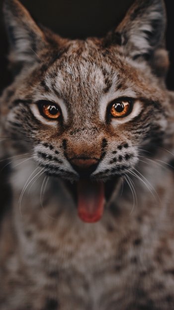 glance Animal lynx Phone Wallpaper