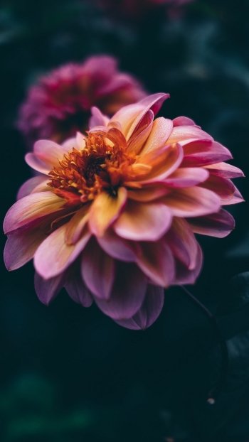 petal blur nature flower Phone Wallpaper