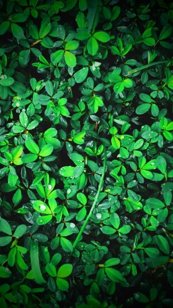 water drop leaf greenery nature plant Phone Wallpaper