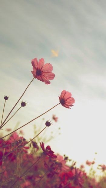 summer flower nature Cosmos (Plant) Phone Wallpaper