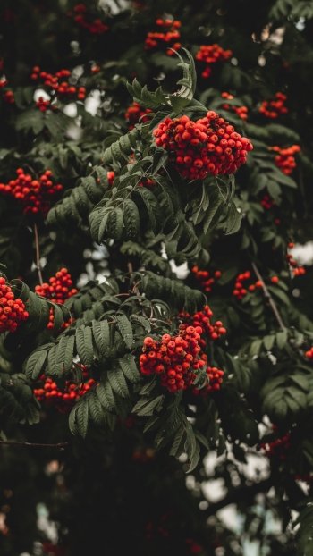 branch fall berry nature rowan Phone Wallpaper