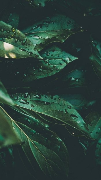 dew green plant nature leaf Phone Wallpaper