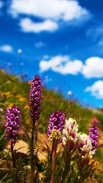 summer nature flower Phone Wallpaper