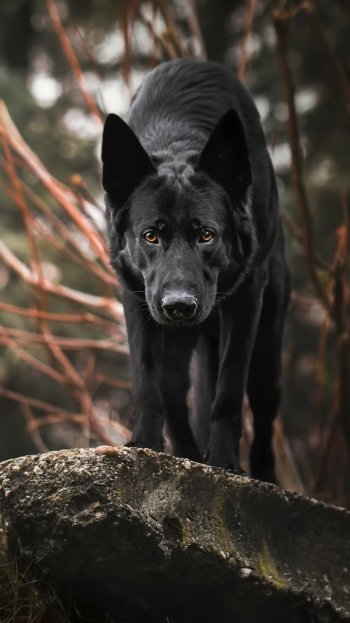 muzzle stare dog Animal german shepherd Phone Wallpaper