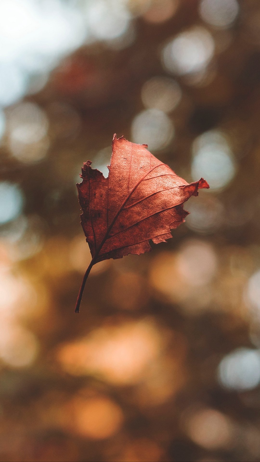 Download Fall Bokeh Nature Leaf Phone Wallpaper