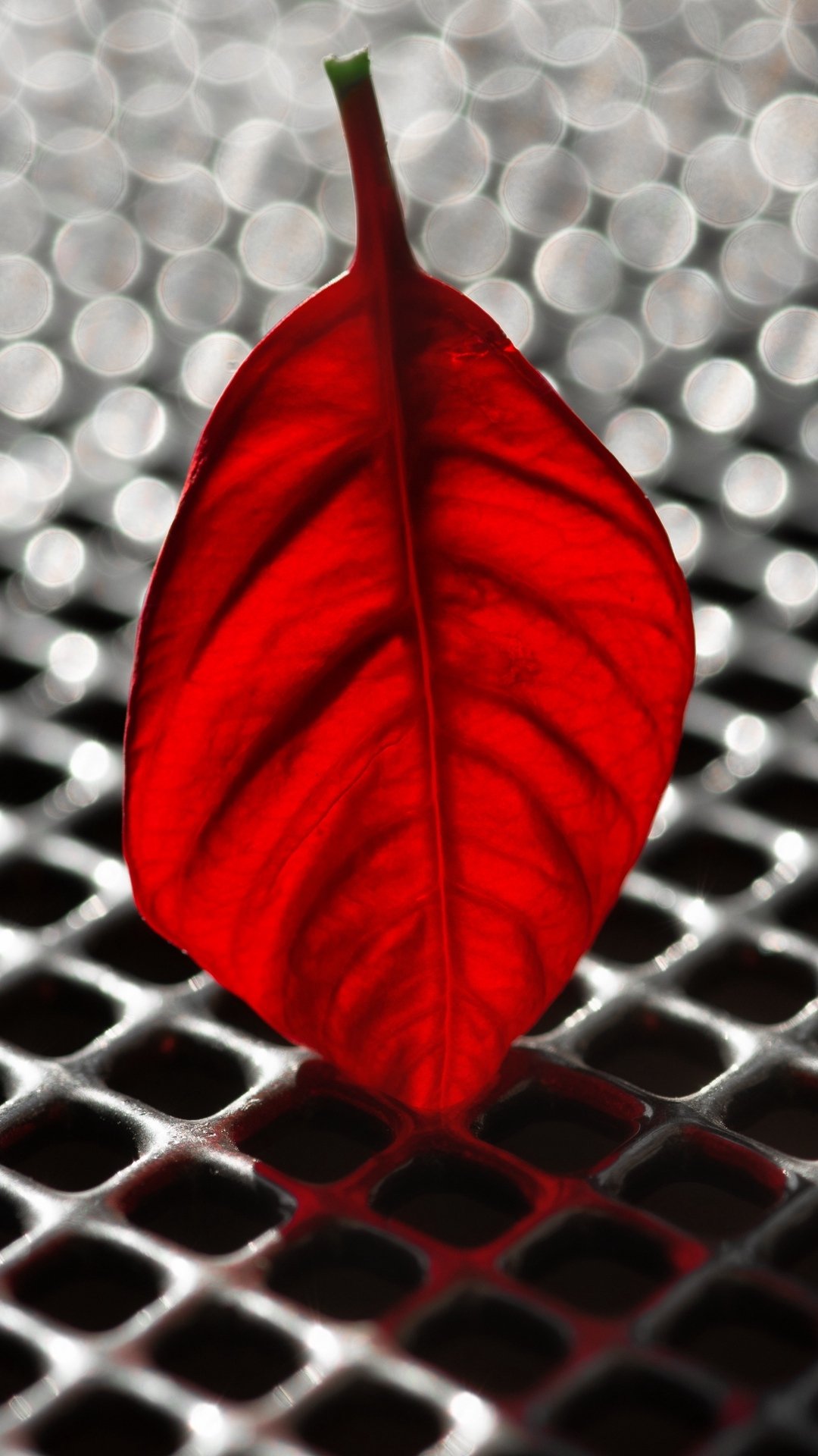 Download Metal Bokeh Macro Red Nature Leaf Phone Wallpaper