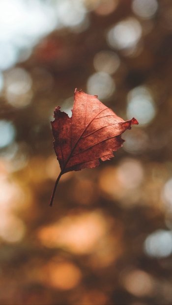 fall bokeh nature leaf Phone Wallpaper