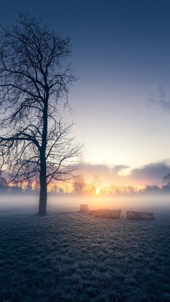 sunbeam tree fog nature sunrise Phone Wallpaper