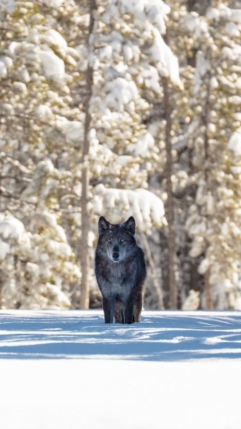  Lone Wolf in Yellowstone National Park, Wyoming USA by skeeze