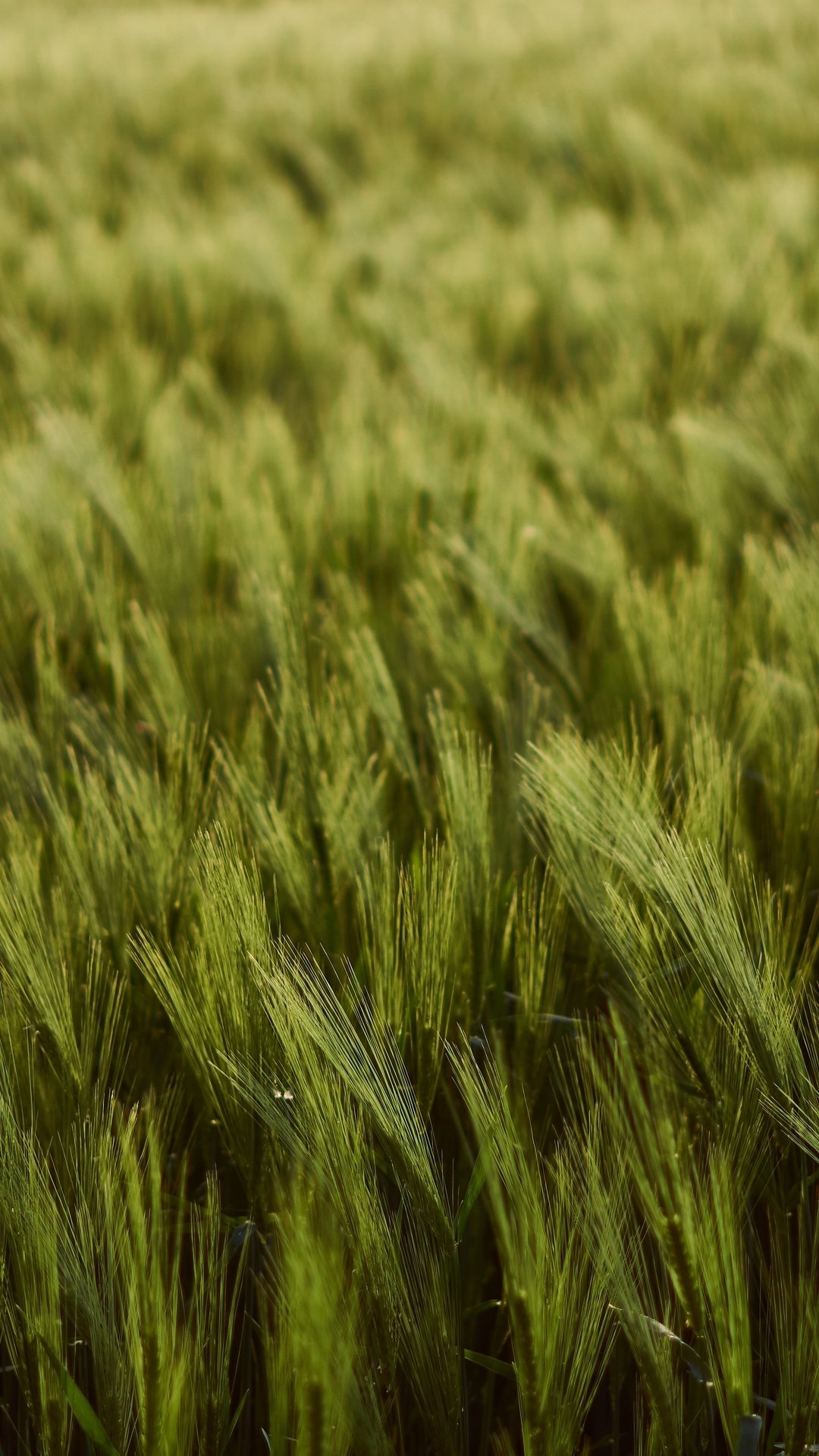 Download Field Nature Wheat Phone Wallpaper