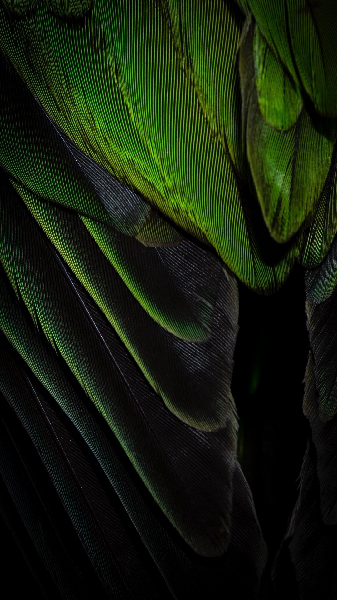 Download Green Photography Feather Phone Wallpaper