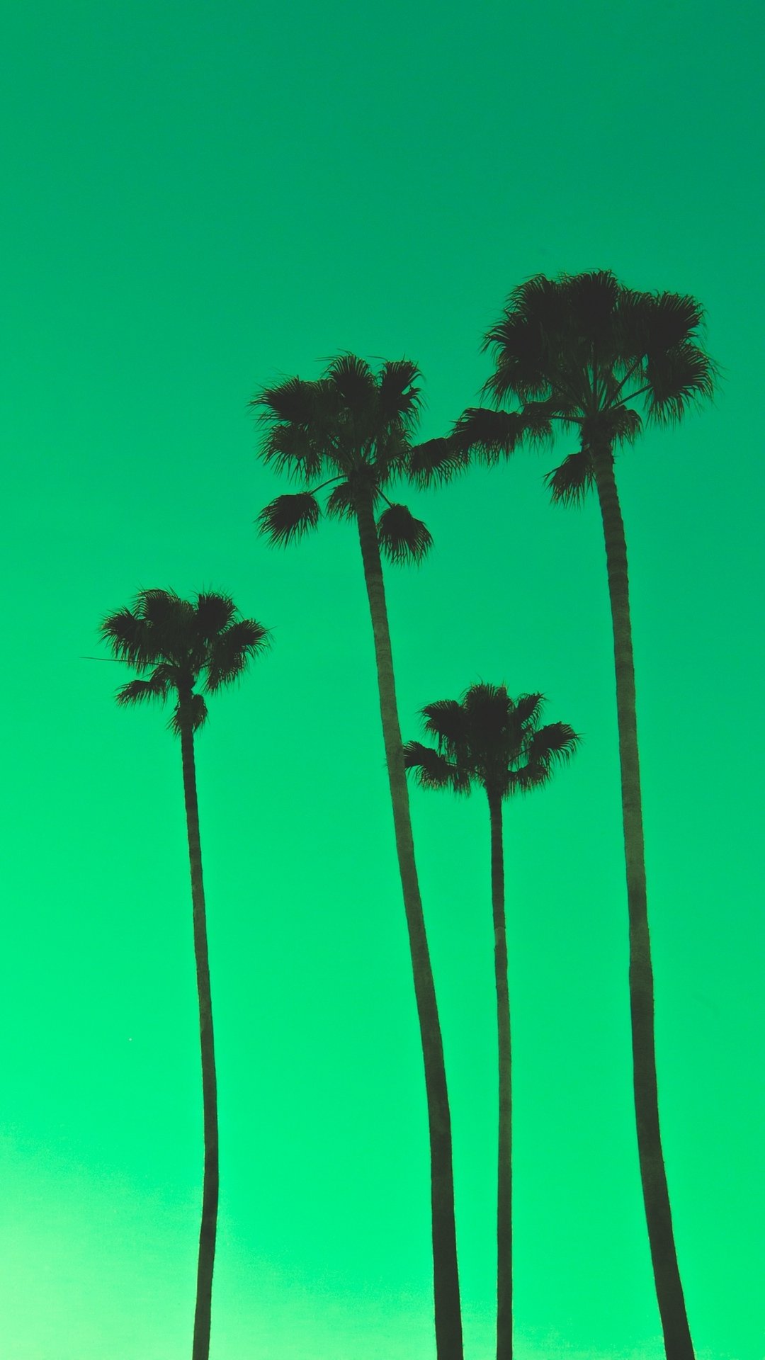 Download Green Nature Palm Tree Phone Wallpaper