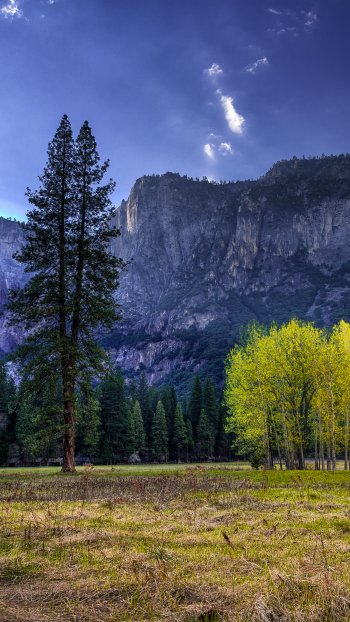 tree national park nature California Yosemite National Park Phone Wallpaper