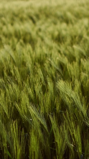 field nature wheat Phone Wallpaper
