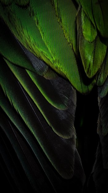 green photography feather Phone Wallpaper