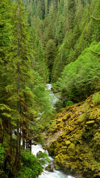 forest tree moss nature stream Phone Wallpaper