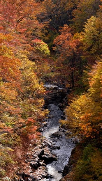 nature fall stream Phone Wallpaper
