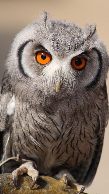 Animal owl Phone Wallpaper