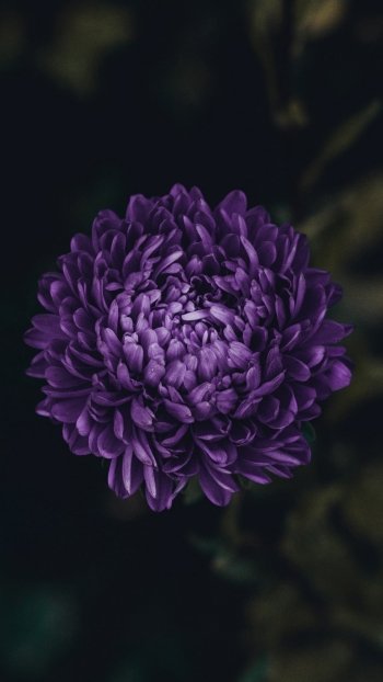 purple flower daisy nature flower Phone Wallpaper