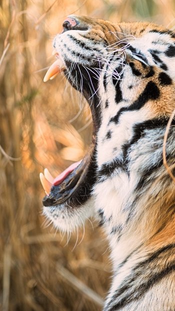 muzzle Animal tiger Phone Wallpaper