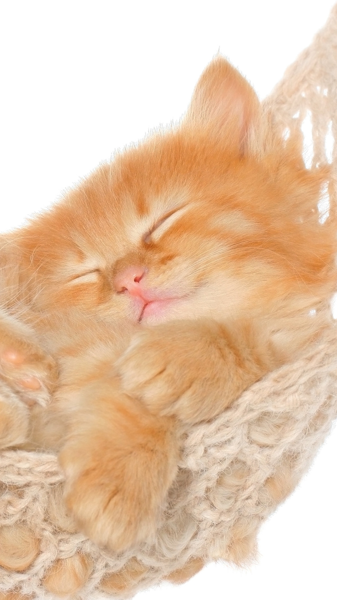Kitten Sleeping in Hammock