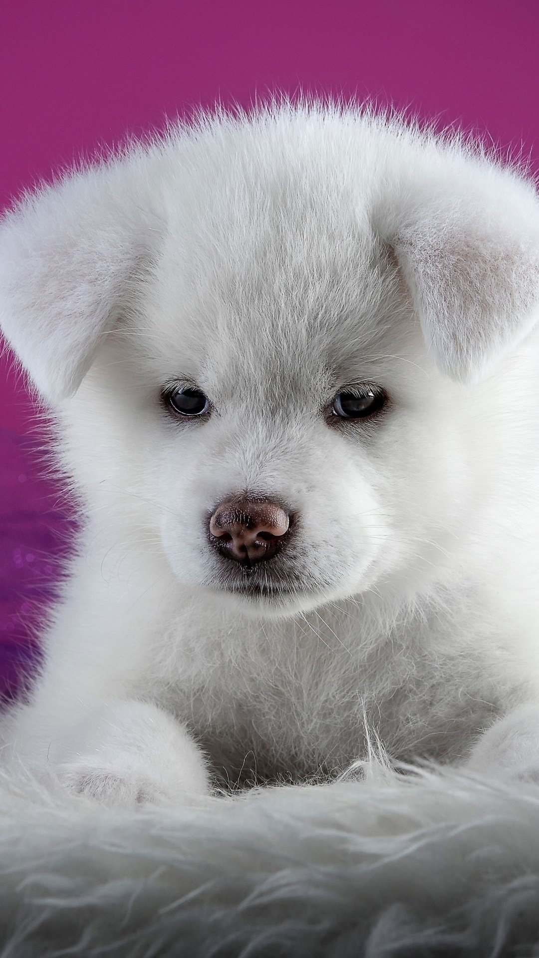 Phone wallpaper close-up of a cute baby Akita puppy (dog) nestled on soft fur against a magenta background.