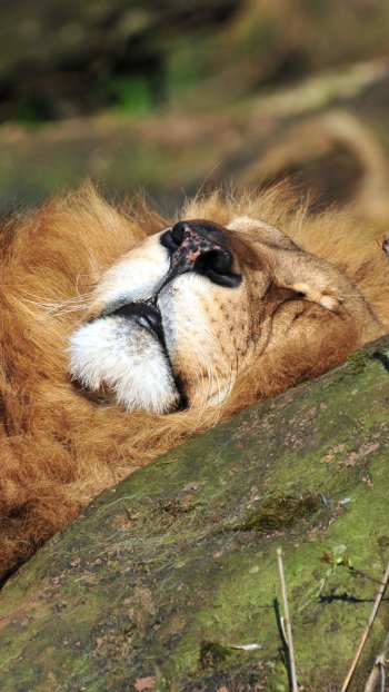  Lion Napping on Rock
